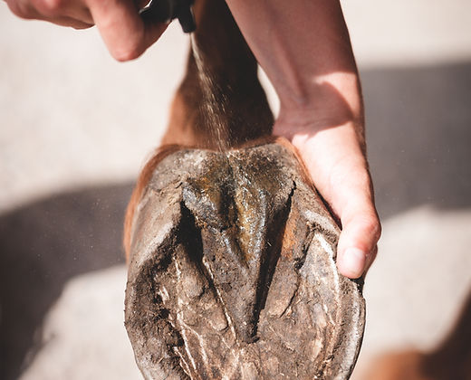 Fourchette pourrie du cheval : comprendre, prévenir et traiter efficacement La santé du pied équin.