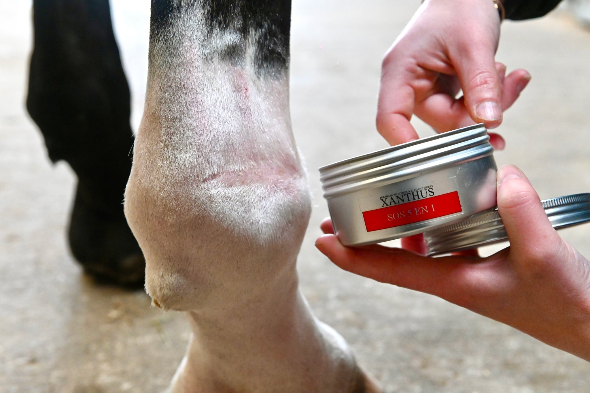 Gale de boue chez le cheval : comment la traiter efficacement en hiver avec Xanthus Horsecare