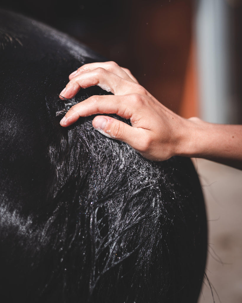 Shampoing Xanthus - Xanthus