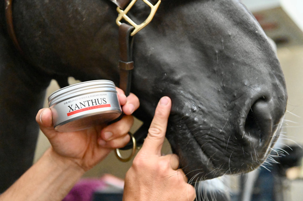 soin commissures sensibles chevaux