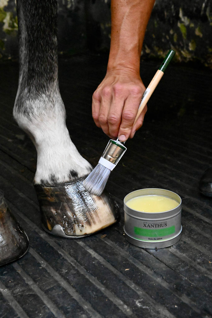 huile corne seche cheval 