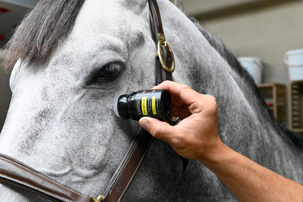 antimouche chevaux efficace
