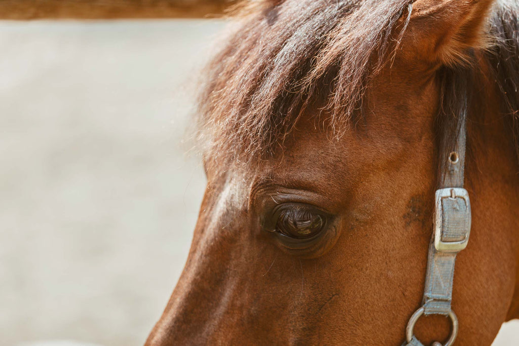 cosmetiques chevaux aturels groom