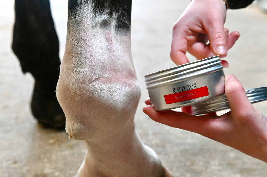 baume magique  crevasses chevaux hiver