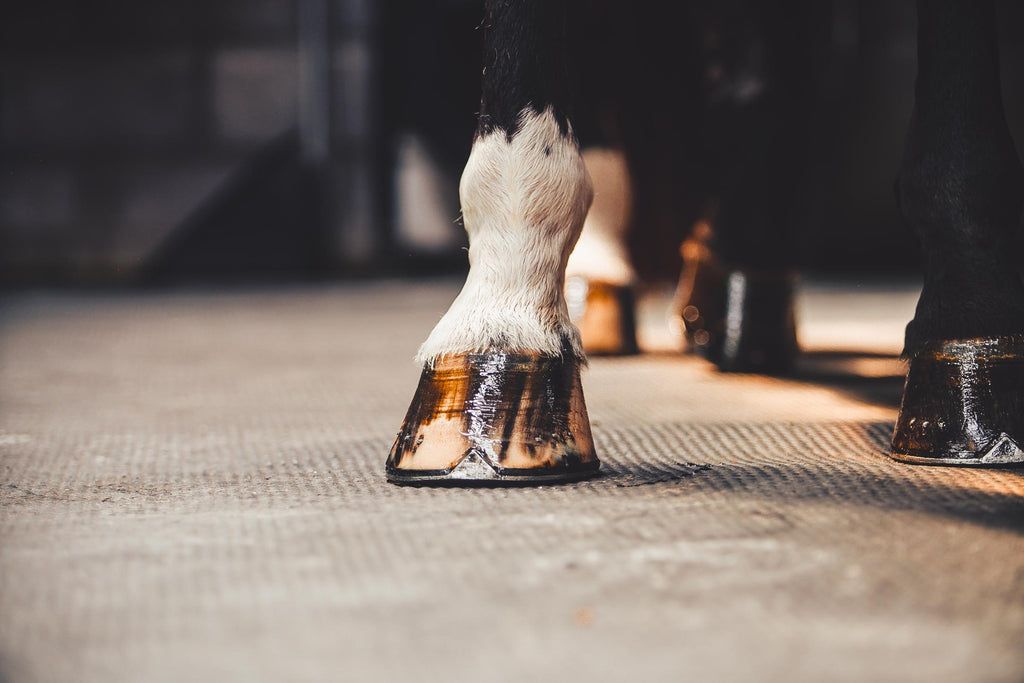 onguent sabot naturel belgique cheval